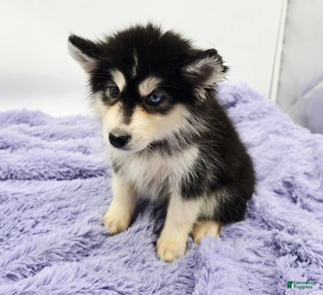 Siberian Husky dogs for sale: Sugar - Ad 4