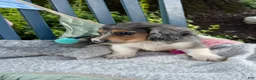 Miniature Dachshund dogs for sale: Theo - Ad 12