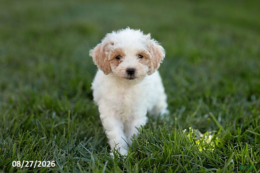 Mini Goldendoodle dogs Opal - Ad 2
