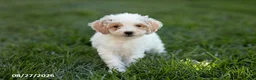 Mini Goldendoodle dogs for sale: Opal - Ad 2