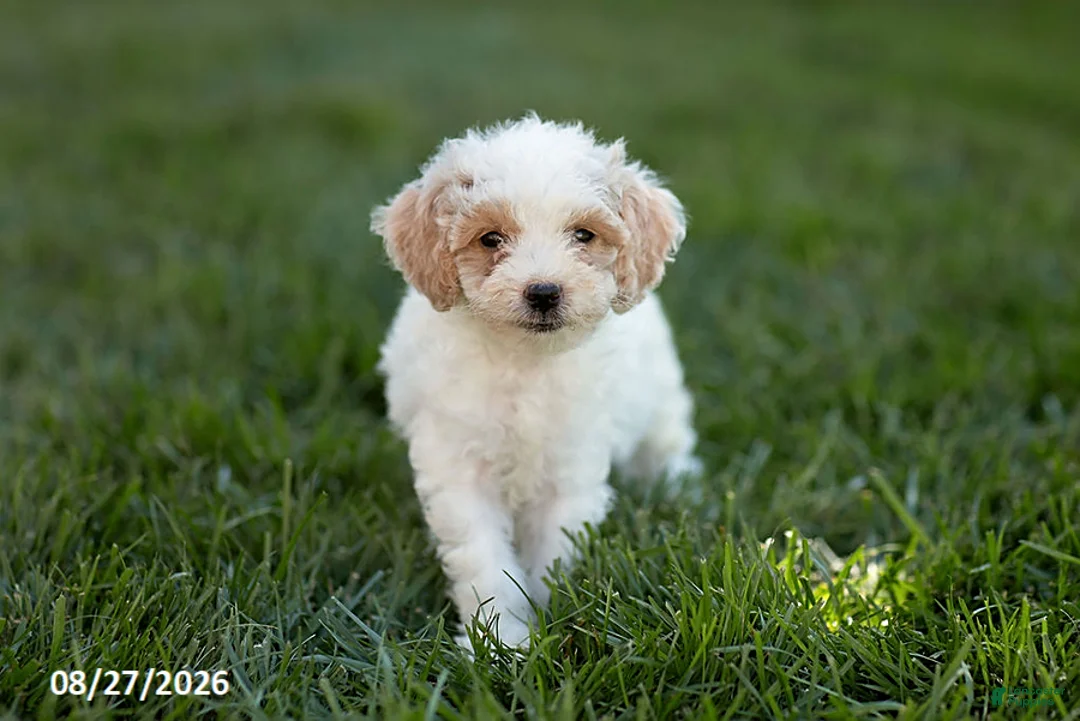 Mini Goldendoodle dogs for sale: Opal - Ad 2