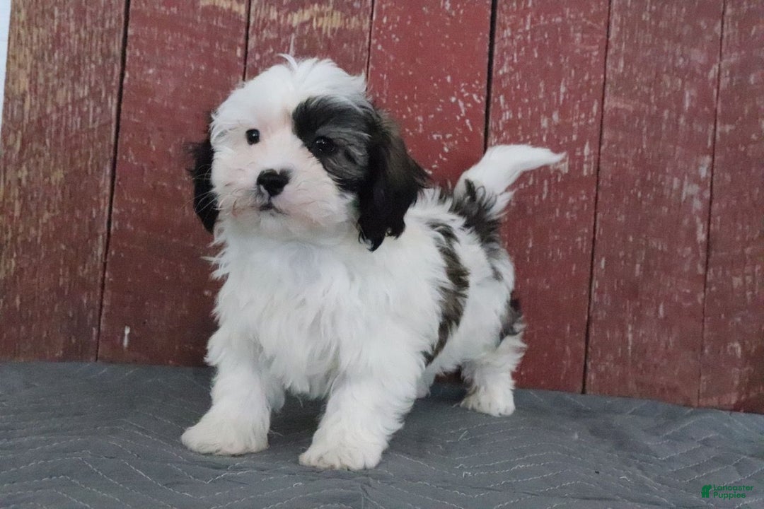 Shihpoo dogs for sale: Matthew - Ad 2