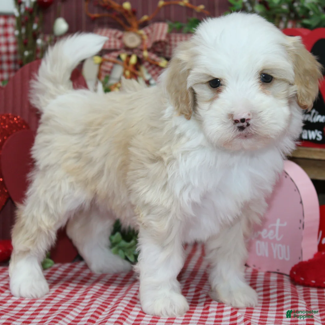 Mixed Breed dogs for sale: Hank - Ad 2