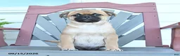 Mixed Breed dogs for sale: Skipper - Ad 4
