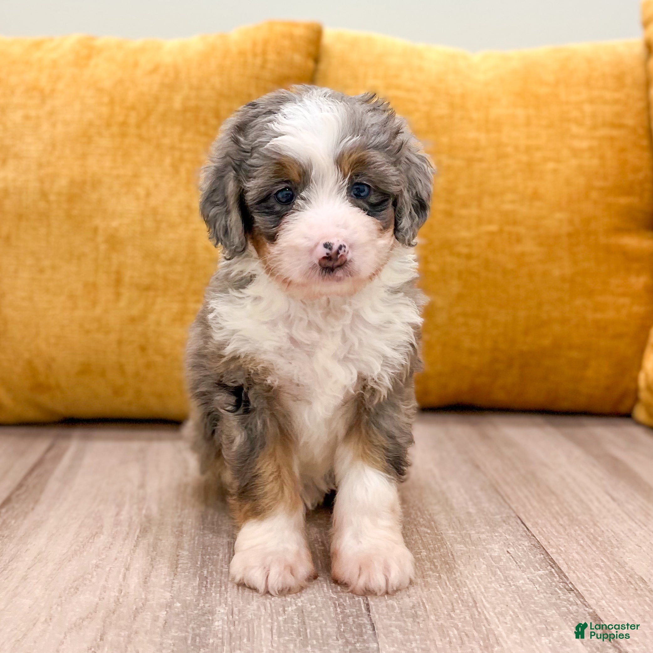 Mini Bernedoodle dogs Layla - Ad 2
