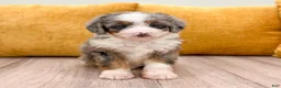 Mini Bernedoodle dogs for sale: Layla - Ad 2