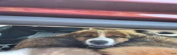 Mixed Breed dogs for sale: Marley - Ad 101