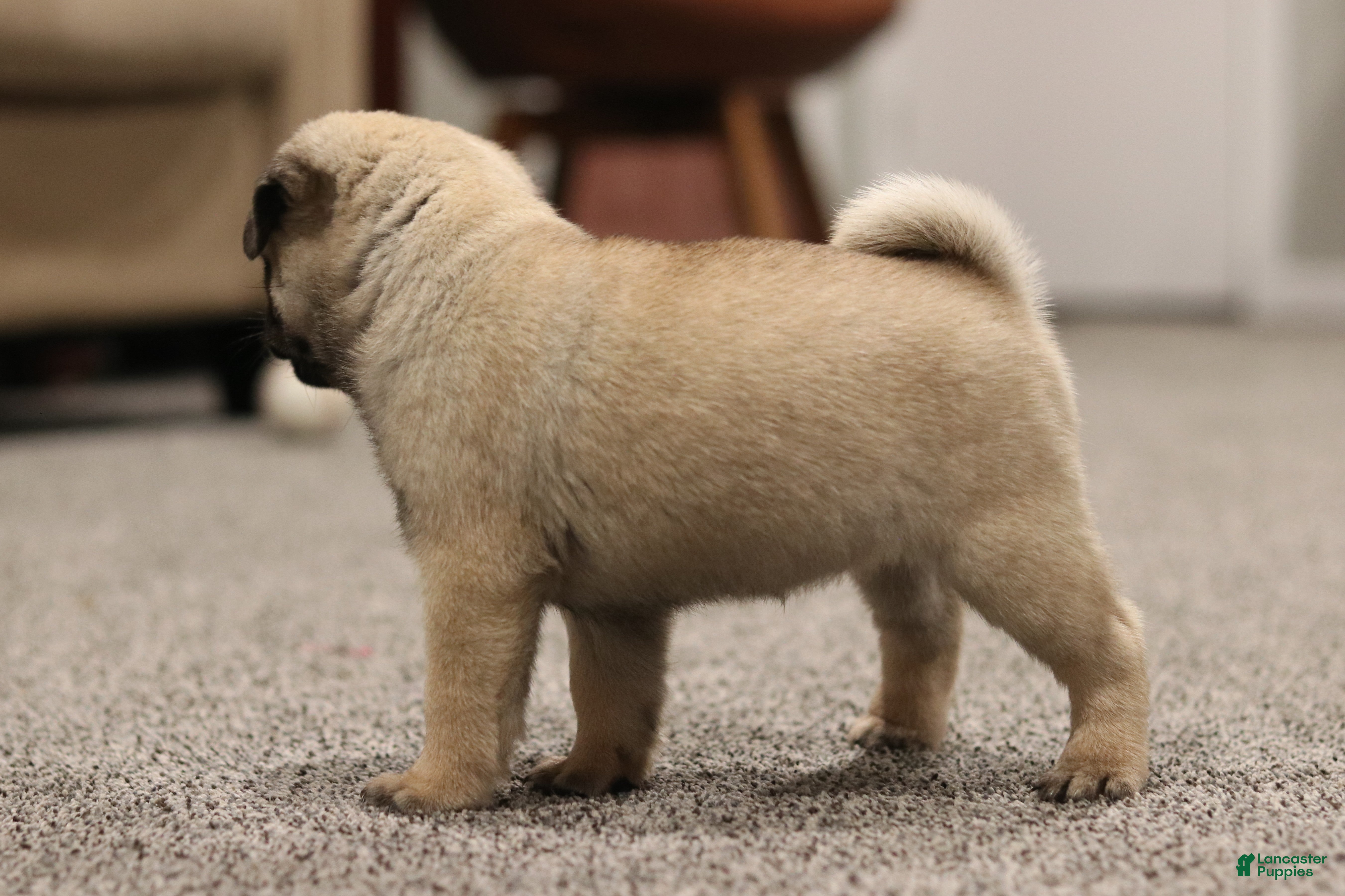 Pug dogs Champion Penny - Ad 2