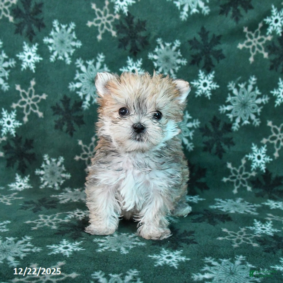 Morkie dogs for sale: Shortie - Ad 2