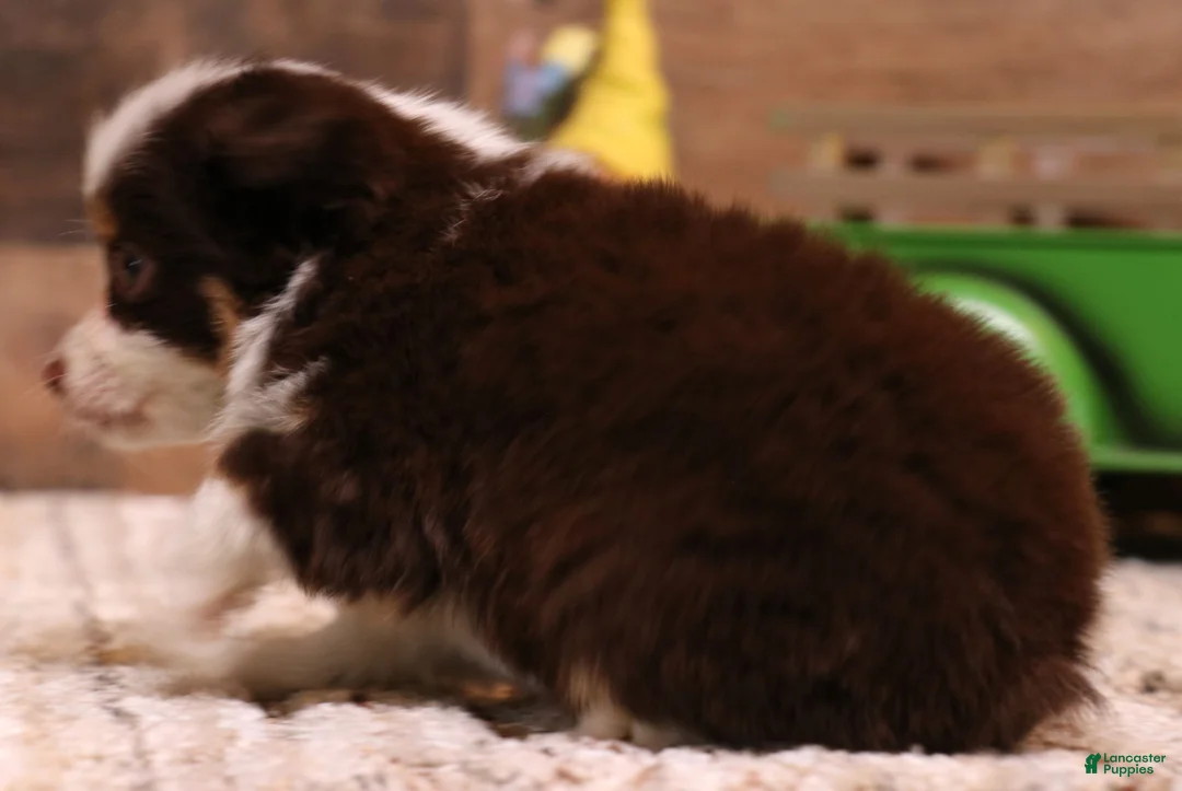 Toy Australian Shepherd dogs for sale: Copper red-tri 1 blue eye/ 1 hazel eye - Ad 2