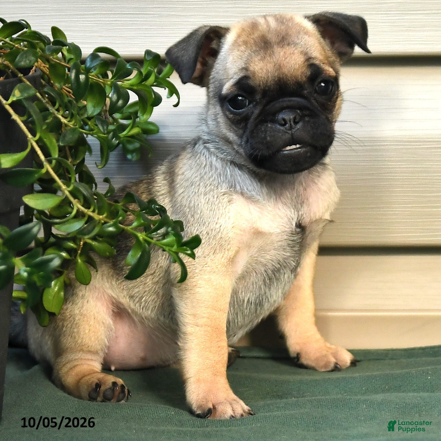 Jug dogs Violet - Ad 2