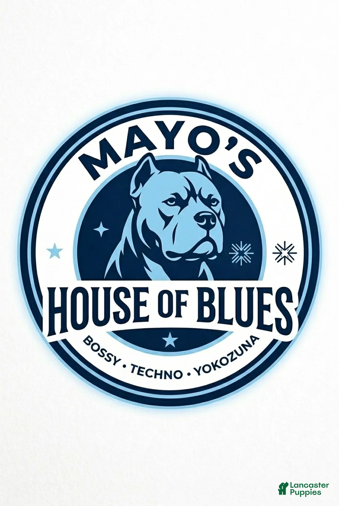 American Bully dogs for sale: American Bully 1 - Ad 6