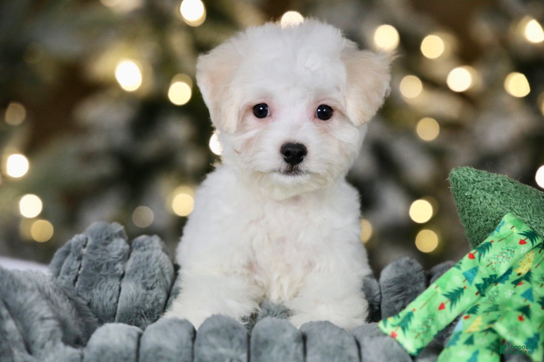 Teddy Bear dogs for sale: Dasher - Ad 2