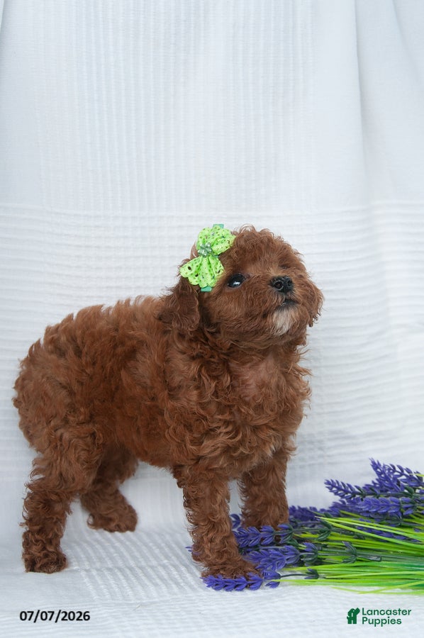 Toy Poodle dogs Amber - Ad 2