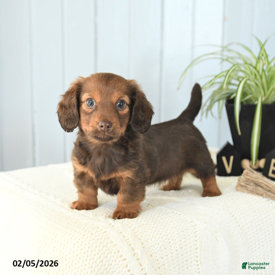Miniature Dachshund dogs Sasha - Ad 32