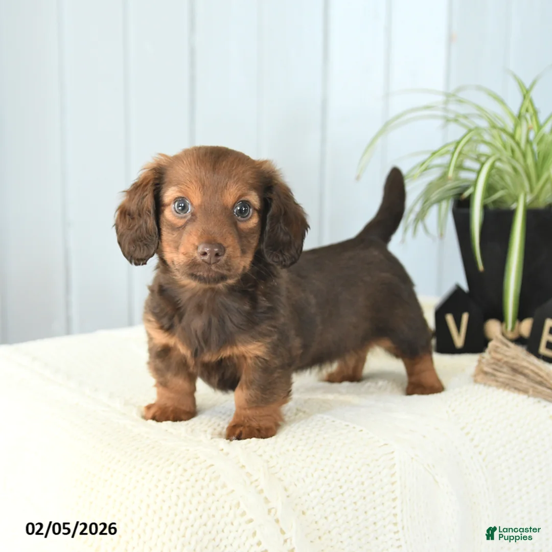 Miniature Dachshund dogs for sale: Sasha - Ad 1