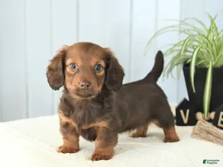 Miniature Dachshund dogs Sasha - Ad 32