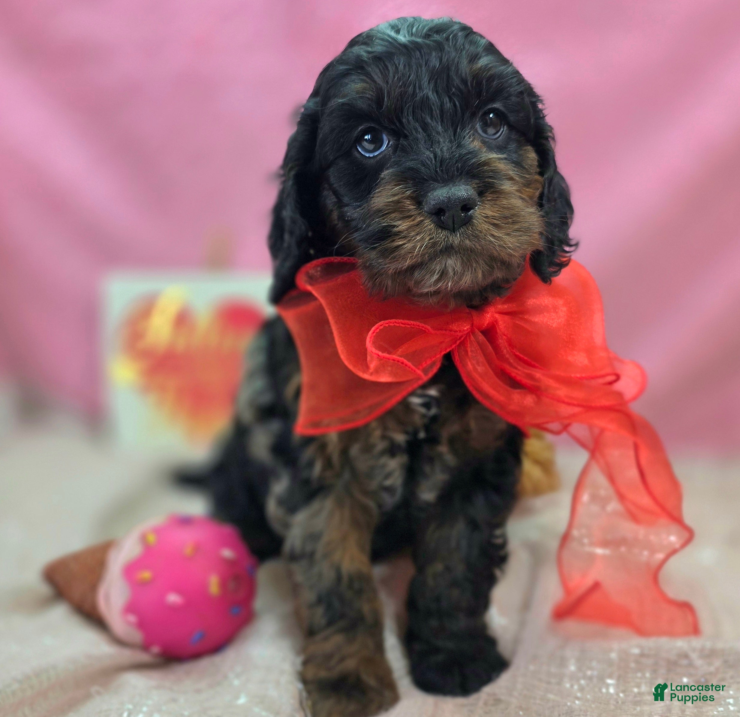 Cockapoo dogs Mayor Augustus  - Ad 11