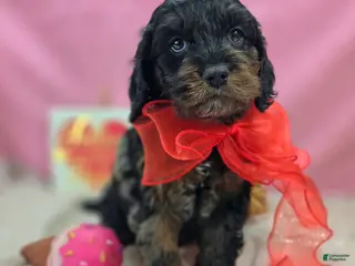 Cockapoo dogs Mayor Augustus - Ad 14