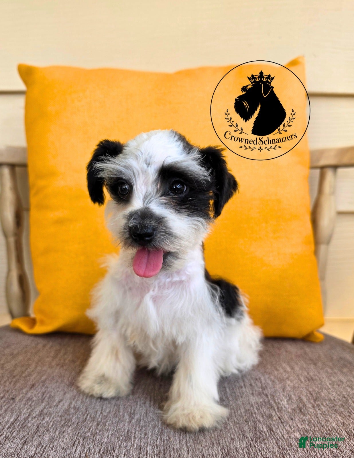 Miniature Schnauzer dogs Grace black parti  - Ad 2
