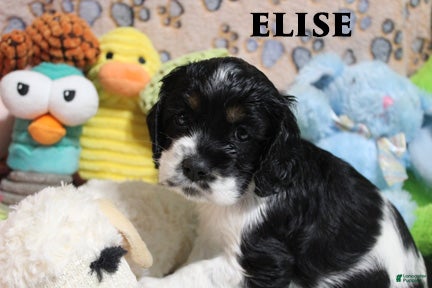 Cocker Spaniel dogs for sale: Elise - Ad 1