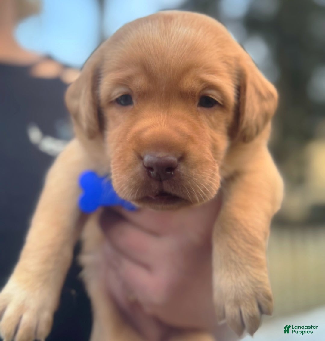 Labrador Retriever dogs for sale: Labrador Retriever Puppy 1 - Ad 13