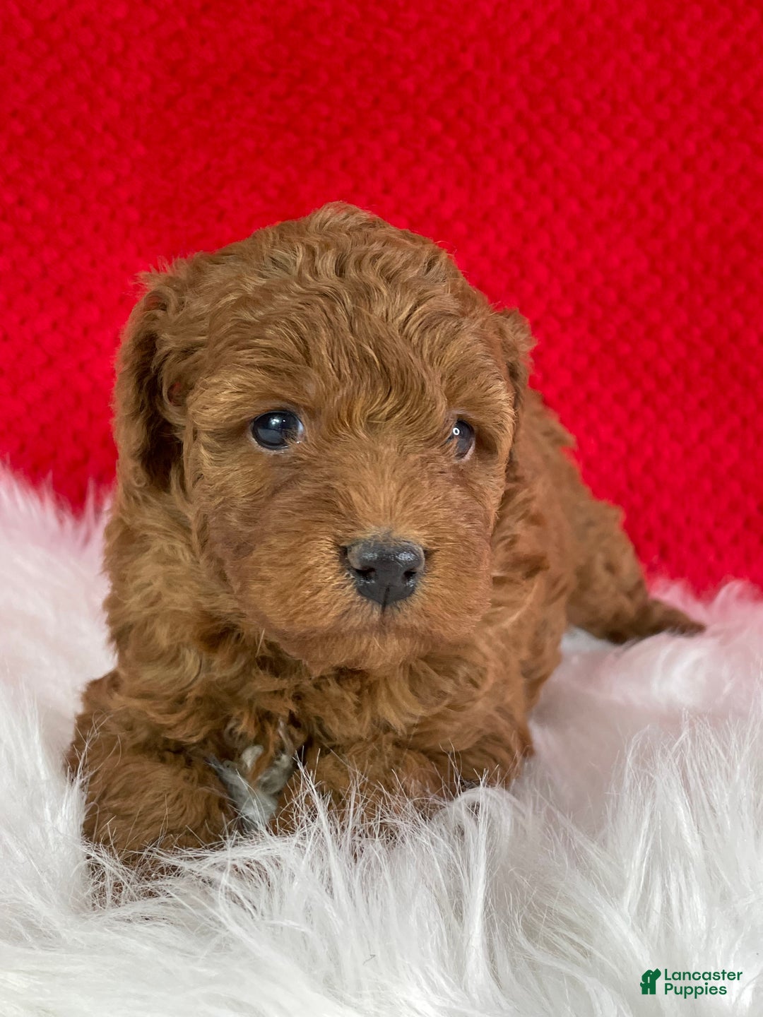 Mini Goldendoodle dogs for sale: Kringle - Ad 6