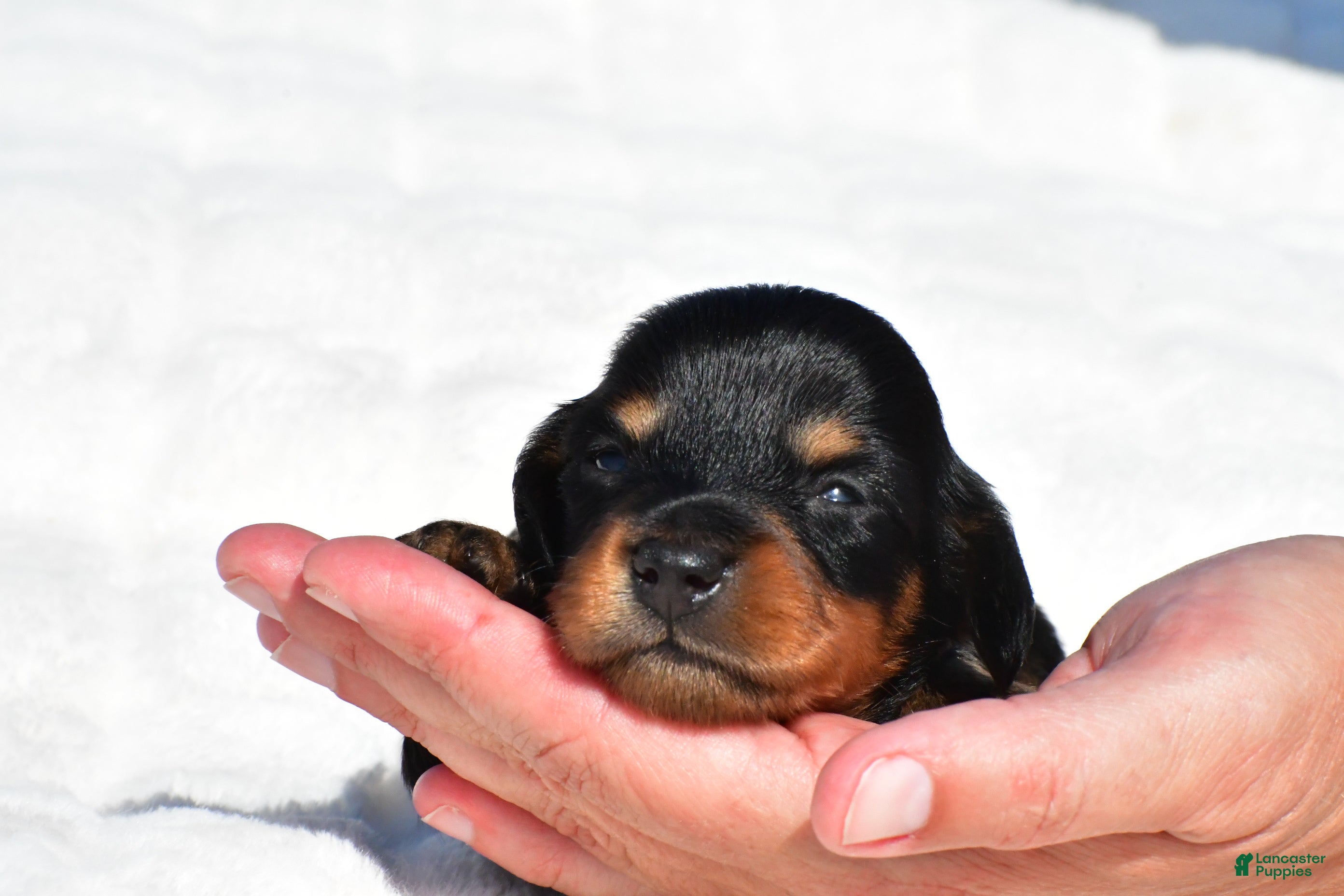 Miniature Dachshund dogs Howard - Ad 1