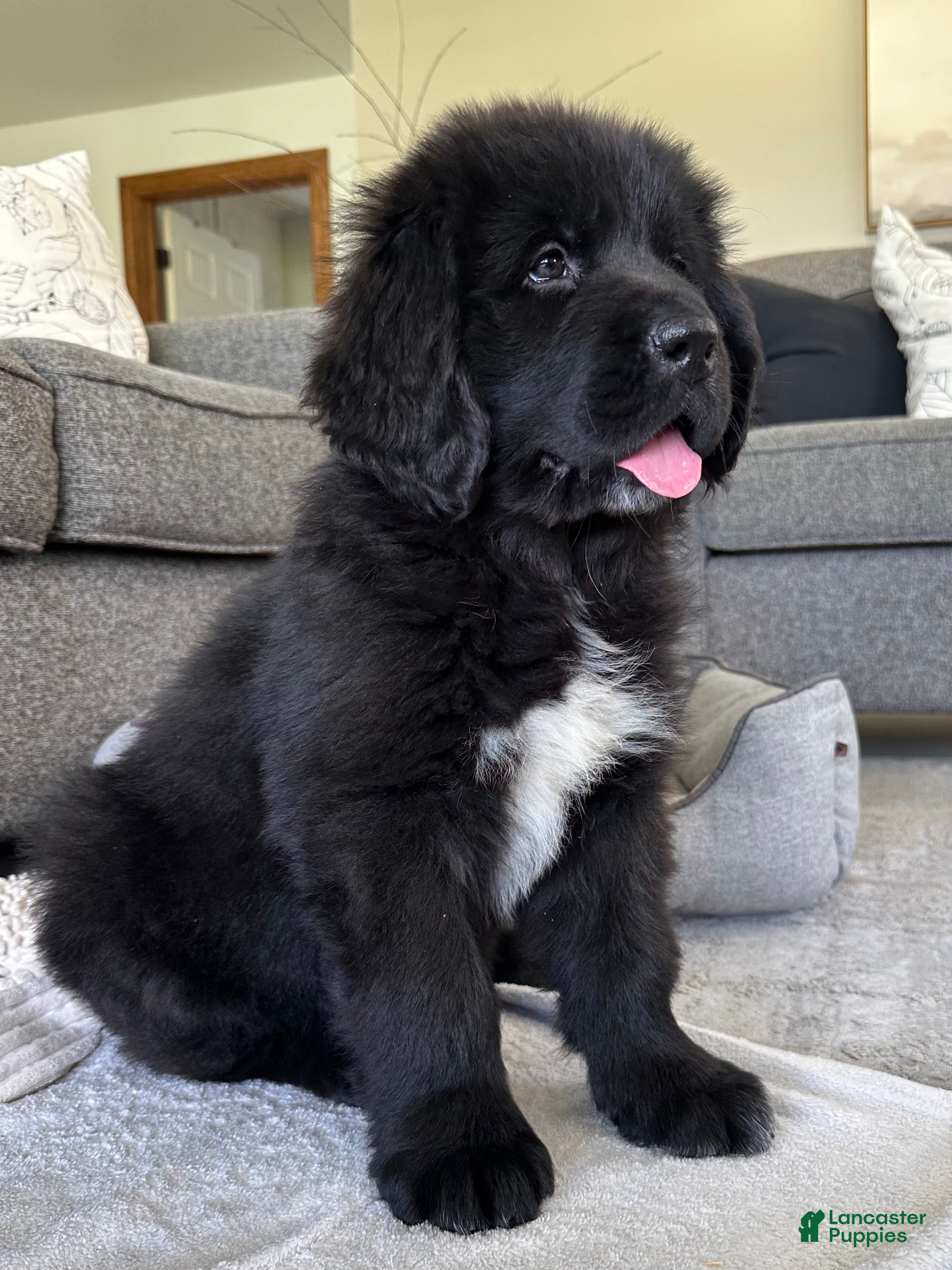 Newfoundland dogs “ Peeta” OFA, CH, AKC,  - Ad 1