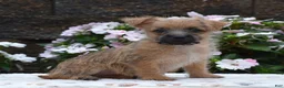 Cairn Terrier dogs for sale: Glitters - Ad 1