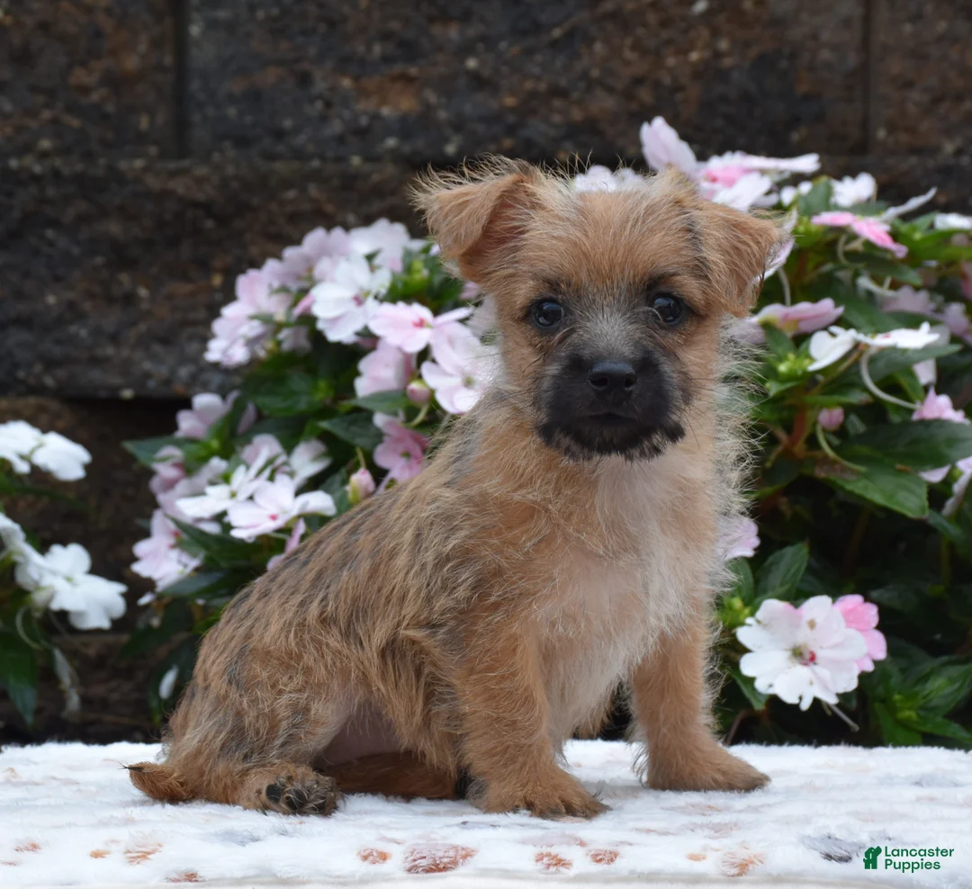 Cairn Terrier dogs for sale: Glitters - Ad 1