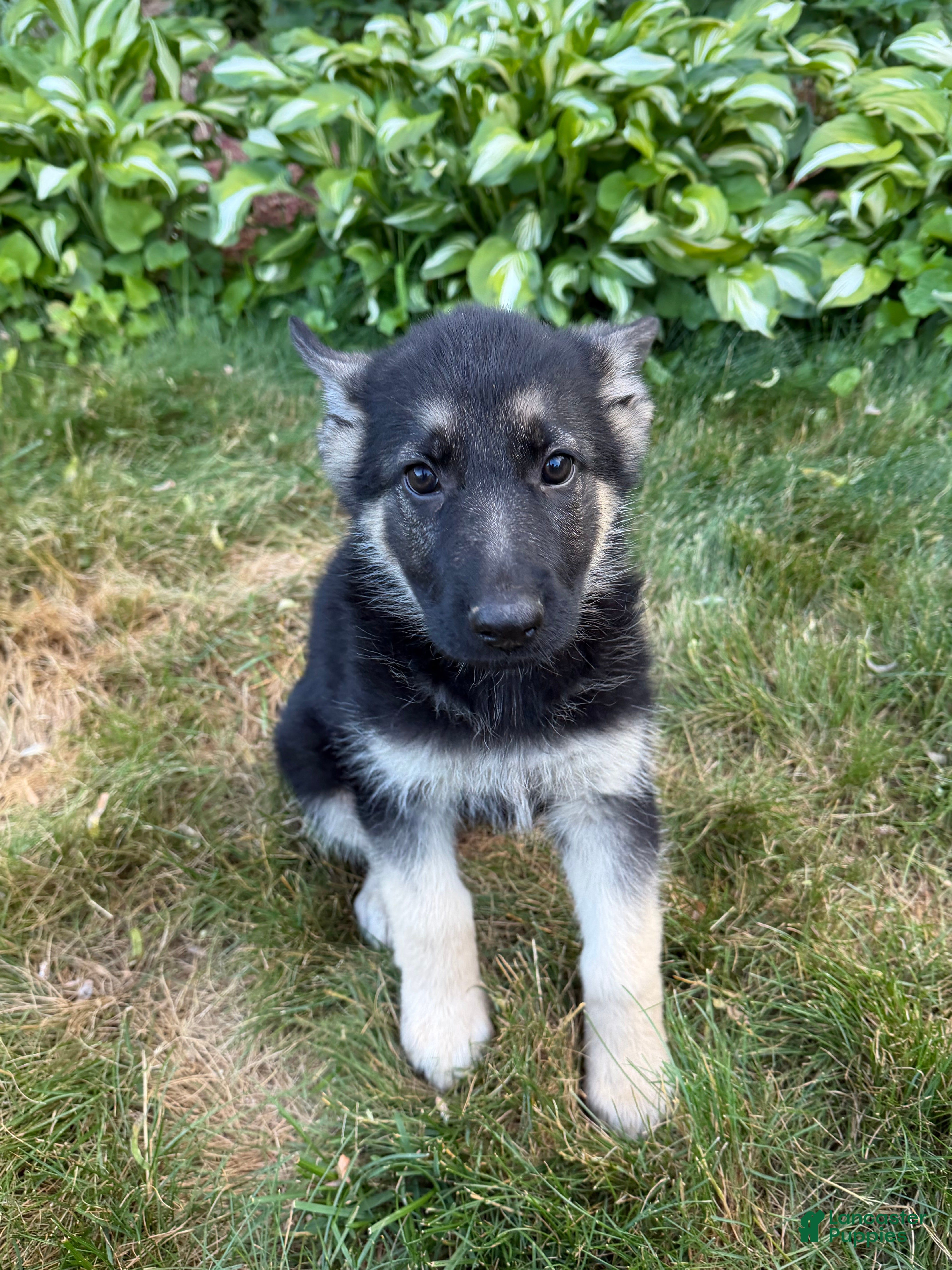 German Shepherd dogs Leo - Ad 38