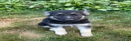 German Shepherd dogs for sale: Leo - Ad 1