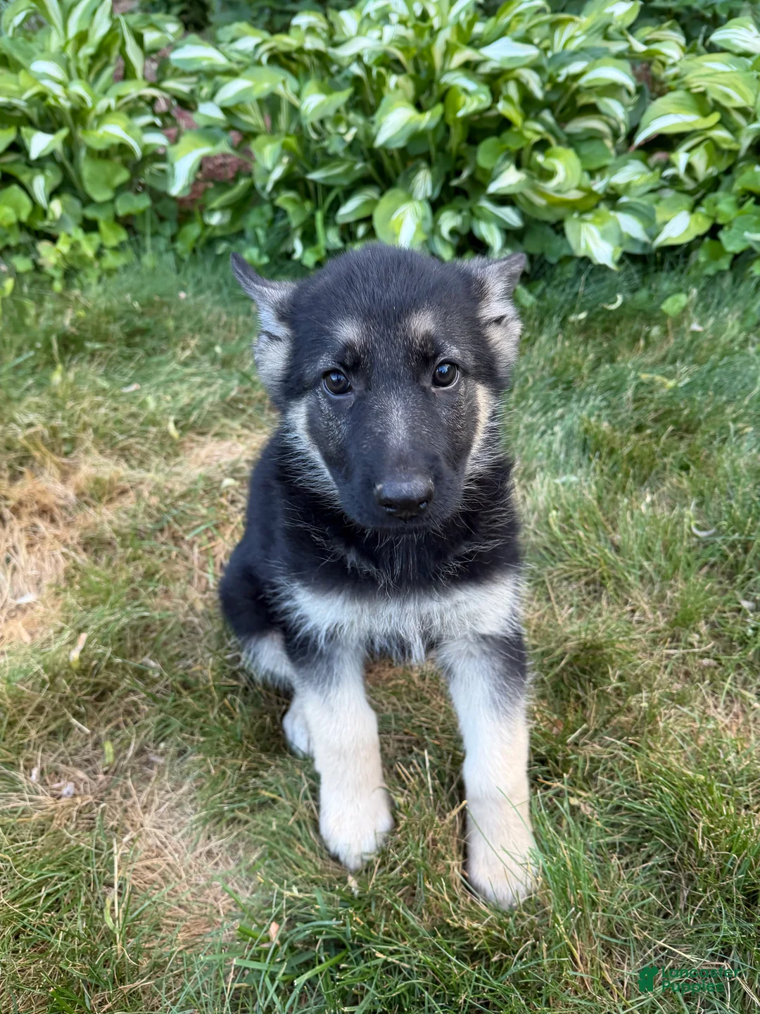 German Shepherd dogs for sale: Leo - Ad 1