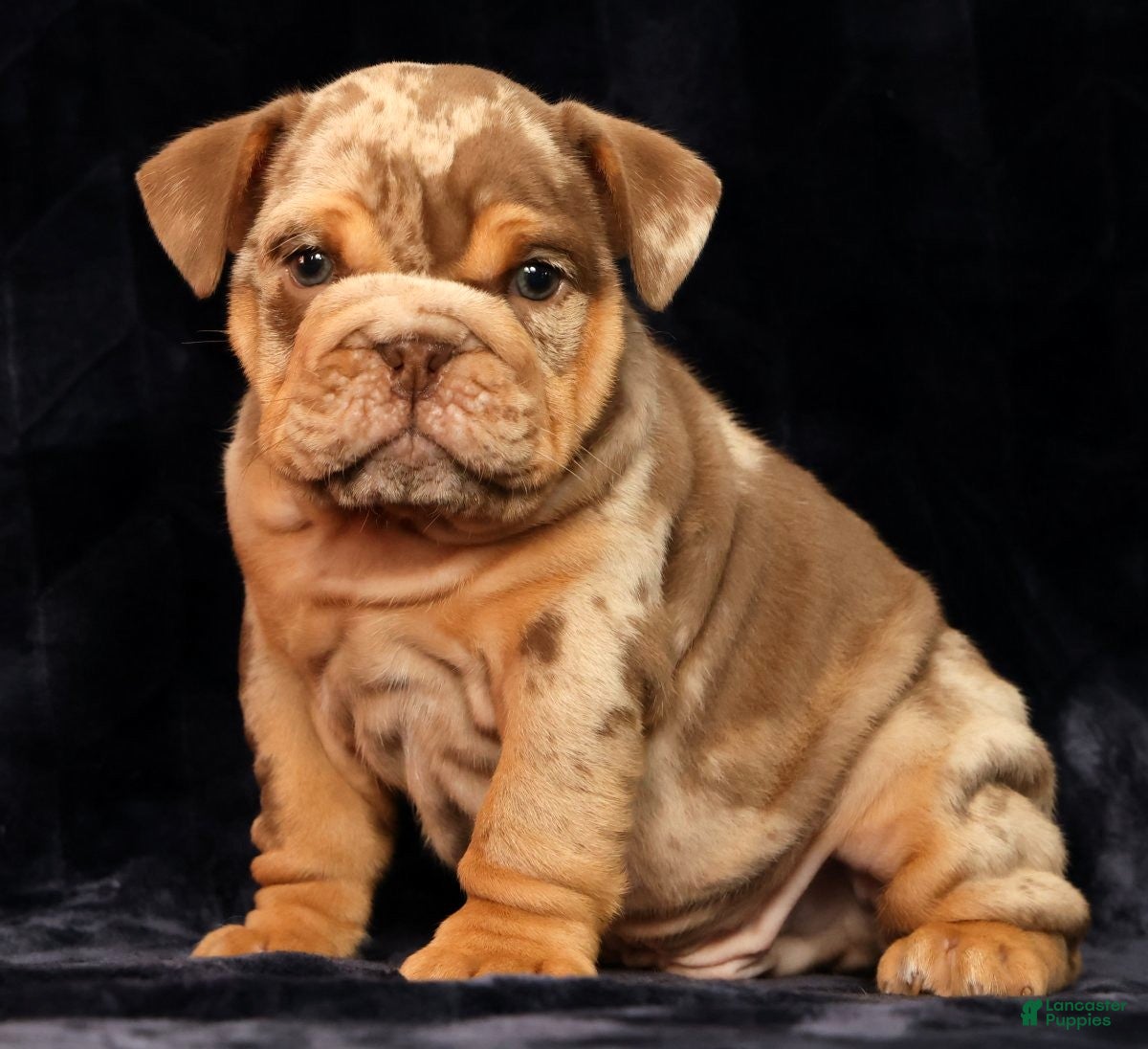 English Bulldog dogs Tinker - Ad 1