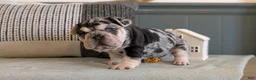 French Bulldog dogs for sale: River - Ad 14