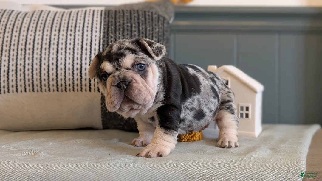 French Bulldog dogs for sale: River - Ad 14