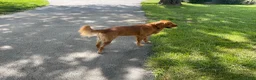 Golden Retriever dogs for sale: Golden Retriever 2 - Ad 7