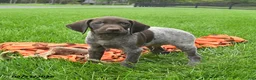 German Shorthaired Pointer dogs for sale: Shiner - Ad 3