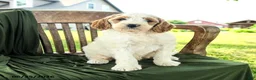 Goldendoodle dogs for sale: Brady - Ad 5