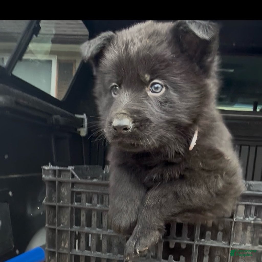 German Shepherd dogs TUECHA - Ad 1