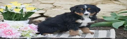 Bernese Mountain Dog dogs for sale: Sienna - Ad 2