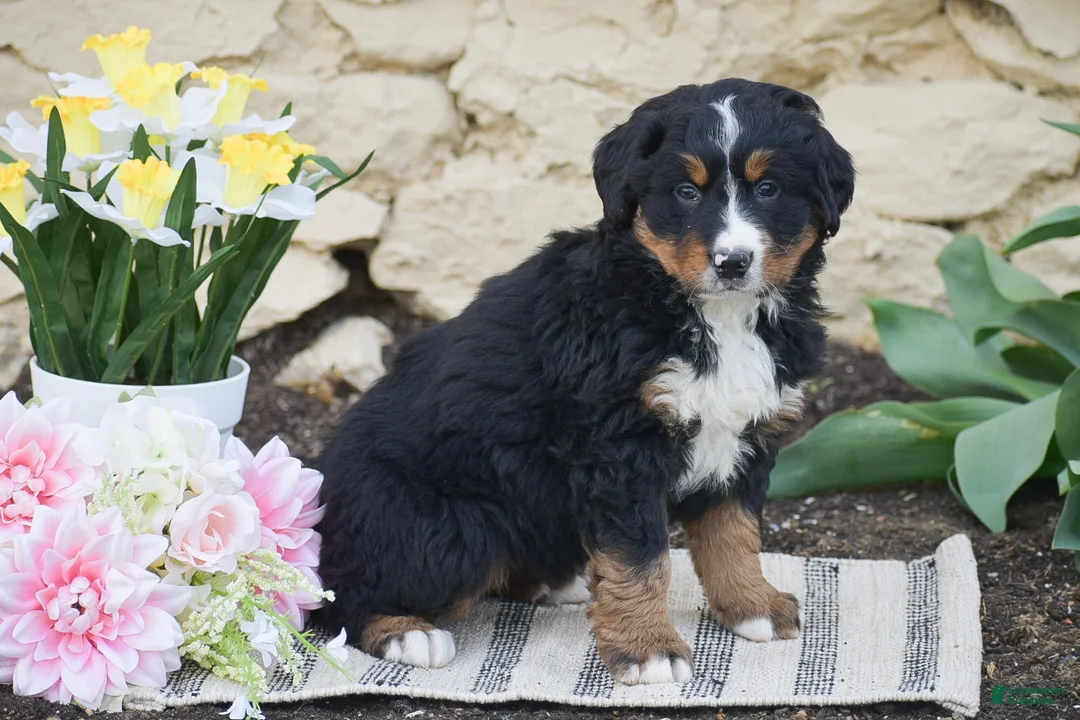 Bernese Mountain Dog dogs for sale: Sienna - Ad 2