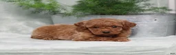 Miniature Poodle dogs for sale: Zinnia - Ad 5