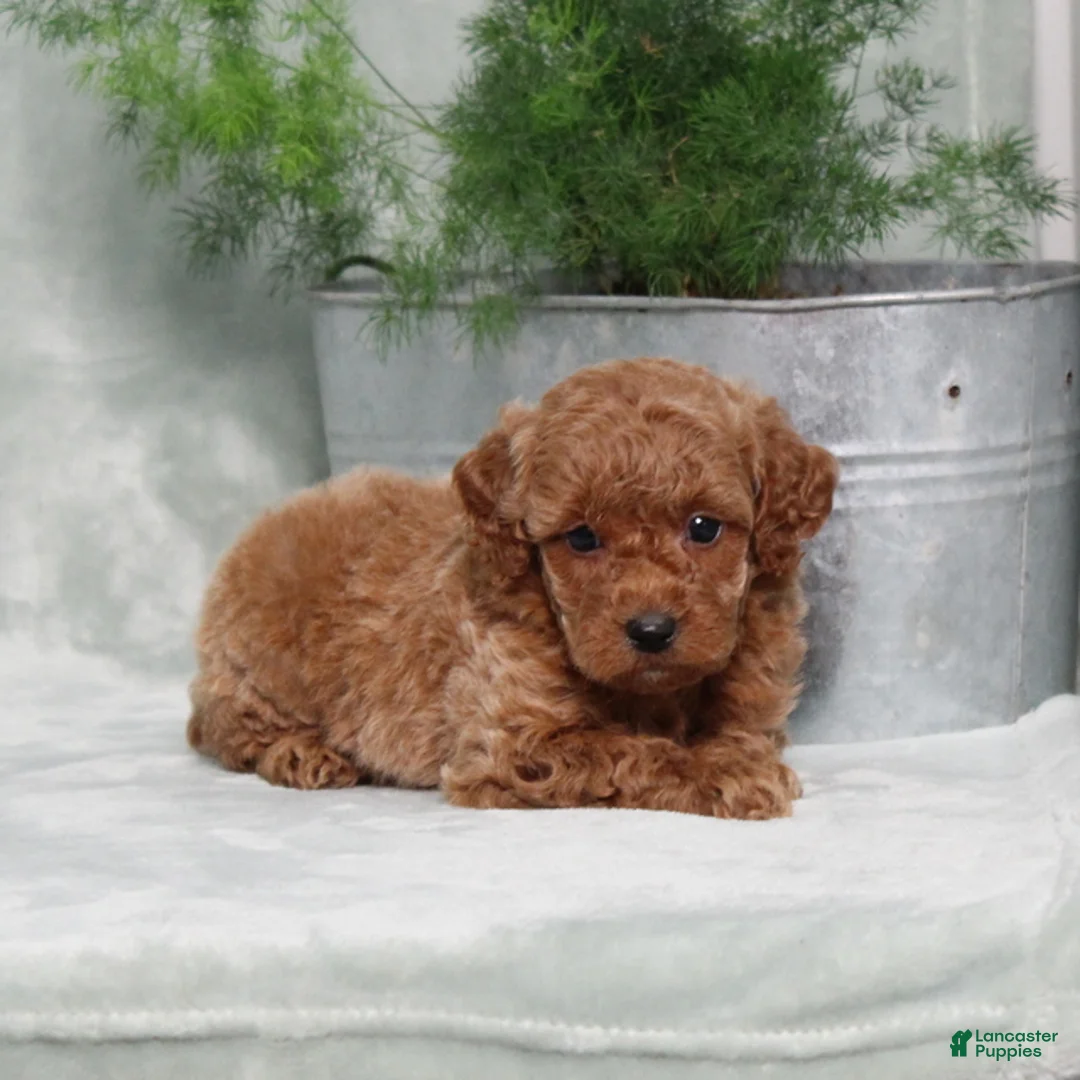Miniature Poodle dogs for sale: Zinnia - Ad 5