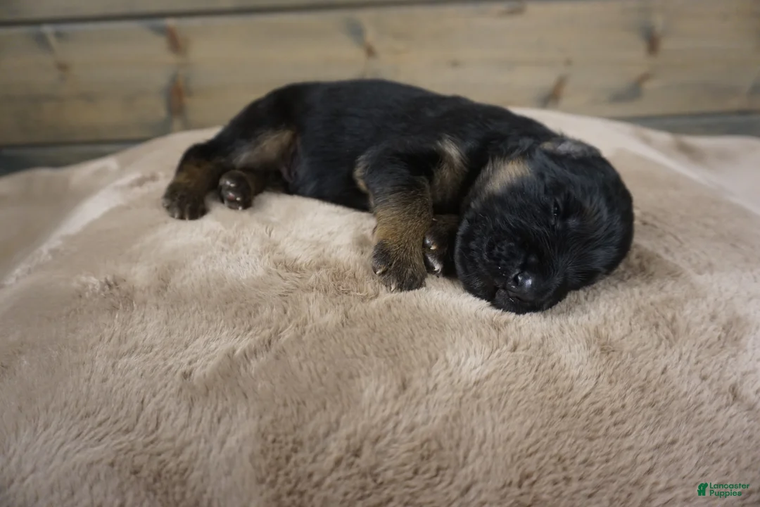 German Shepherd dogs for sale: Captain - Ad 2