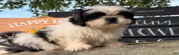 Shih Tzu dogs for sale: Sabrina Shih Tzu  - Ad 16