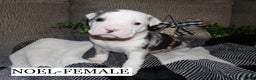 American Pit Bull Terrier dogs for sale: NOEL - Ad 4