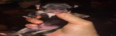 Chihuahua 7