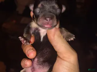 Chihuahua dogs Chihuahua 7 - Ad 7